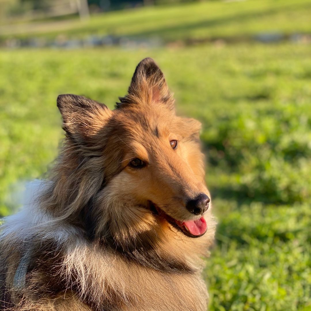 Bellaful
