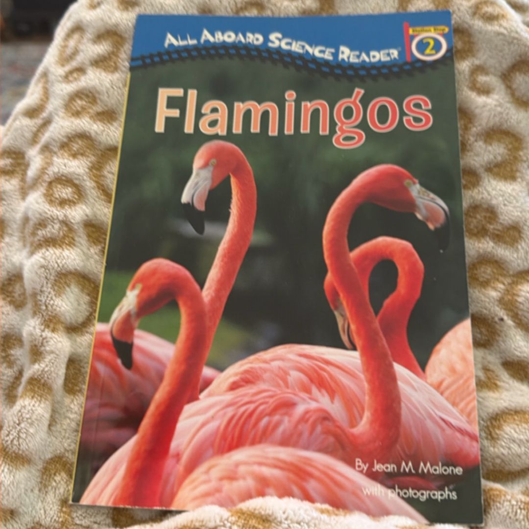 Flamingos