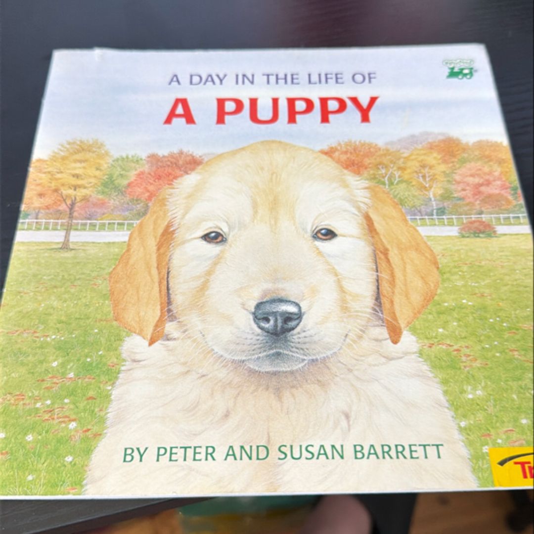 A Day in the Life of a Puppy
