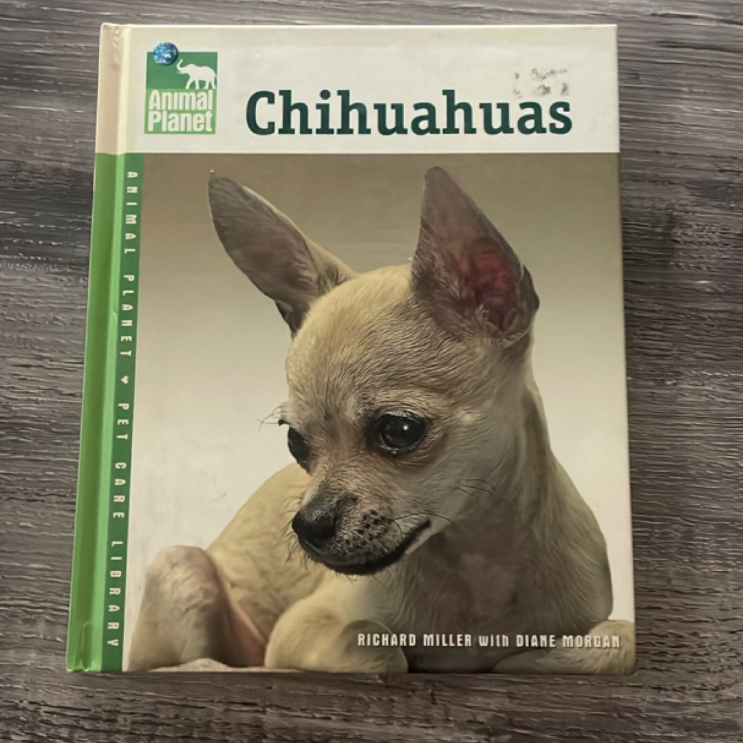 Chihuahuas