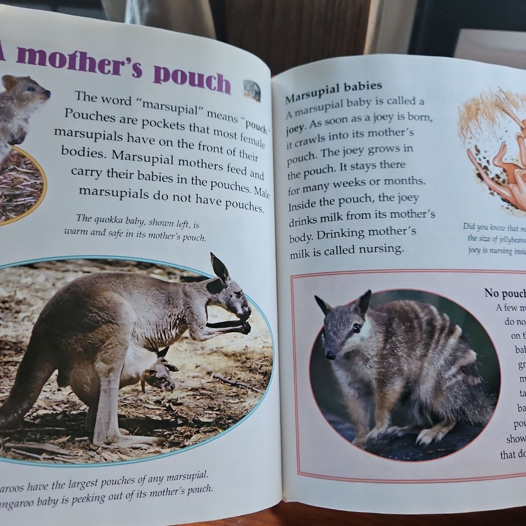 Koalas and Other Marsupials