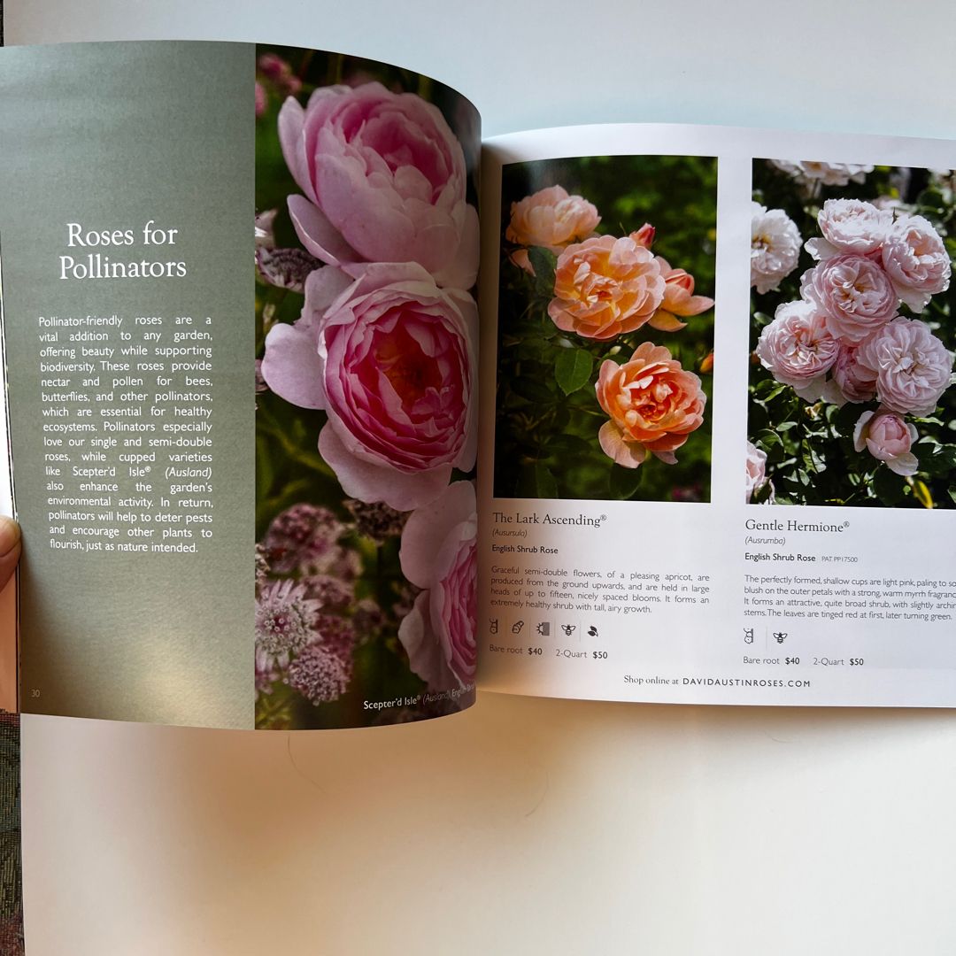 David Austin Handbook of Roses 2026 Catalog by David Austin, Paperback ...