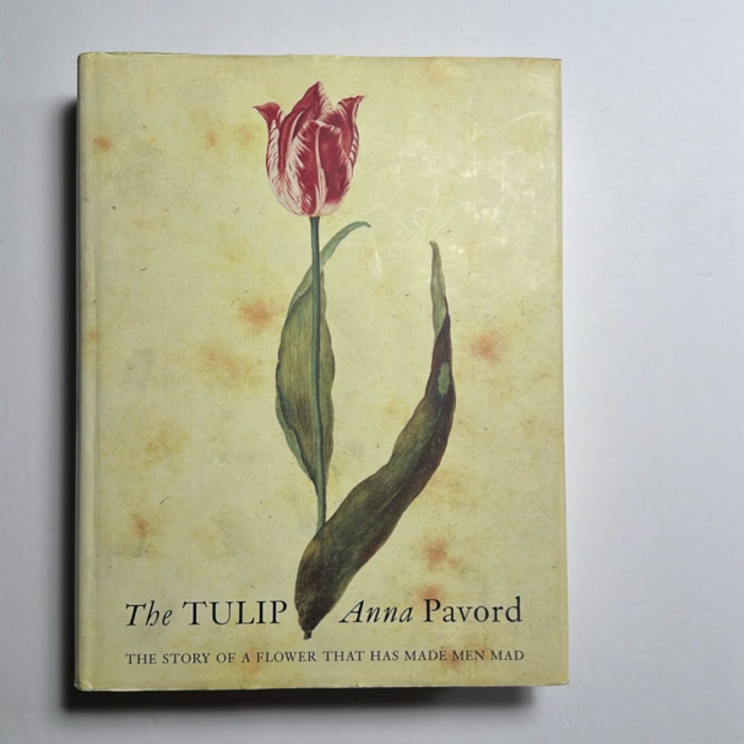 The Tulip