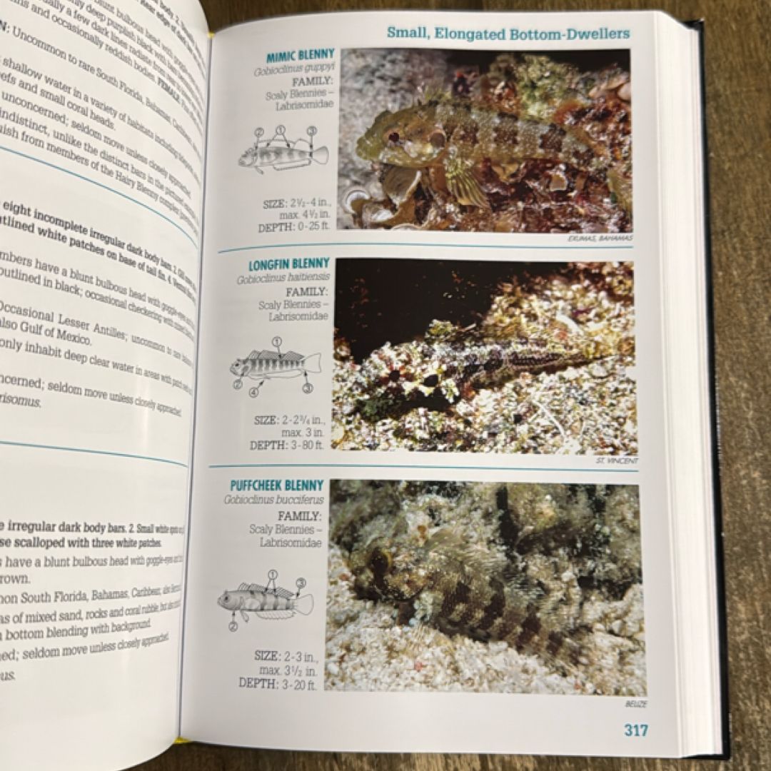 Reef Fish Identification - 4th Edition