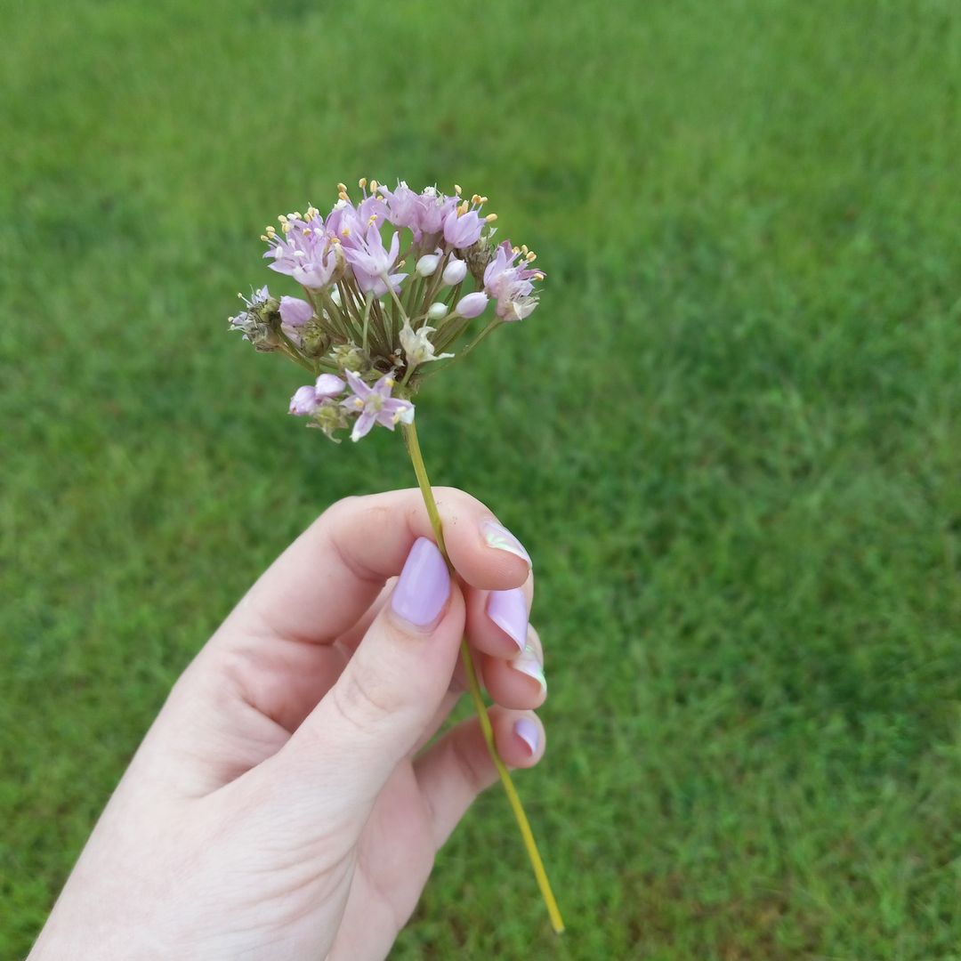 livlilac