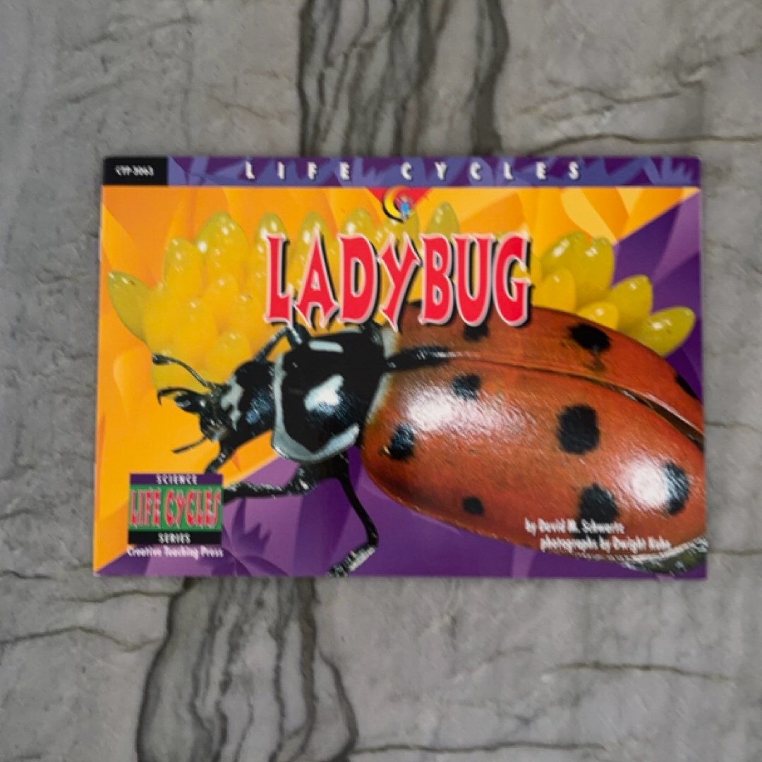 Ladybug