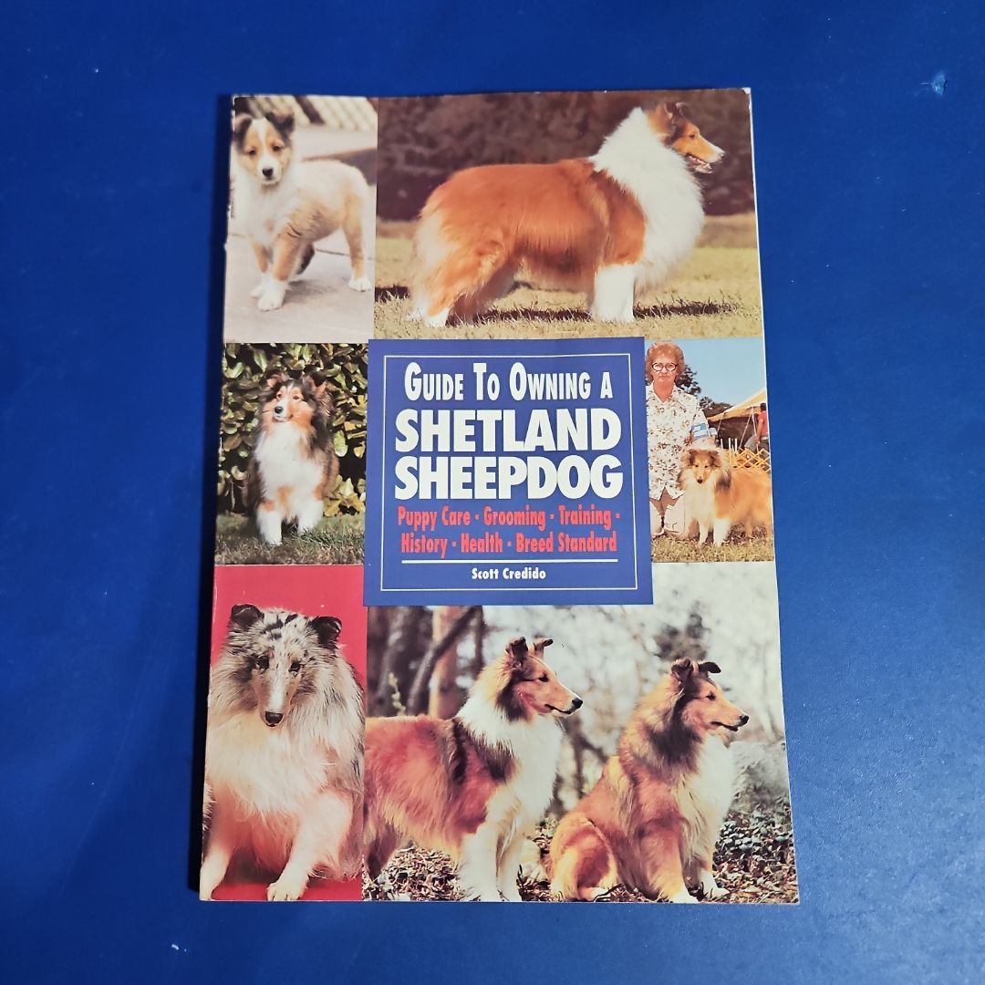 Guide to Owning a Shetland Sheepdog
