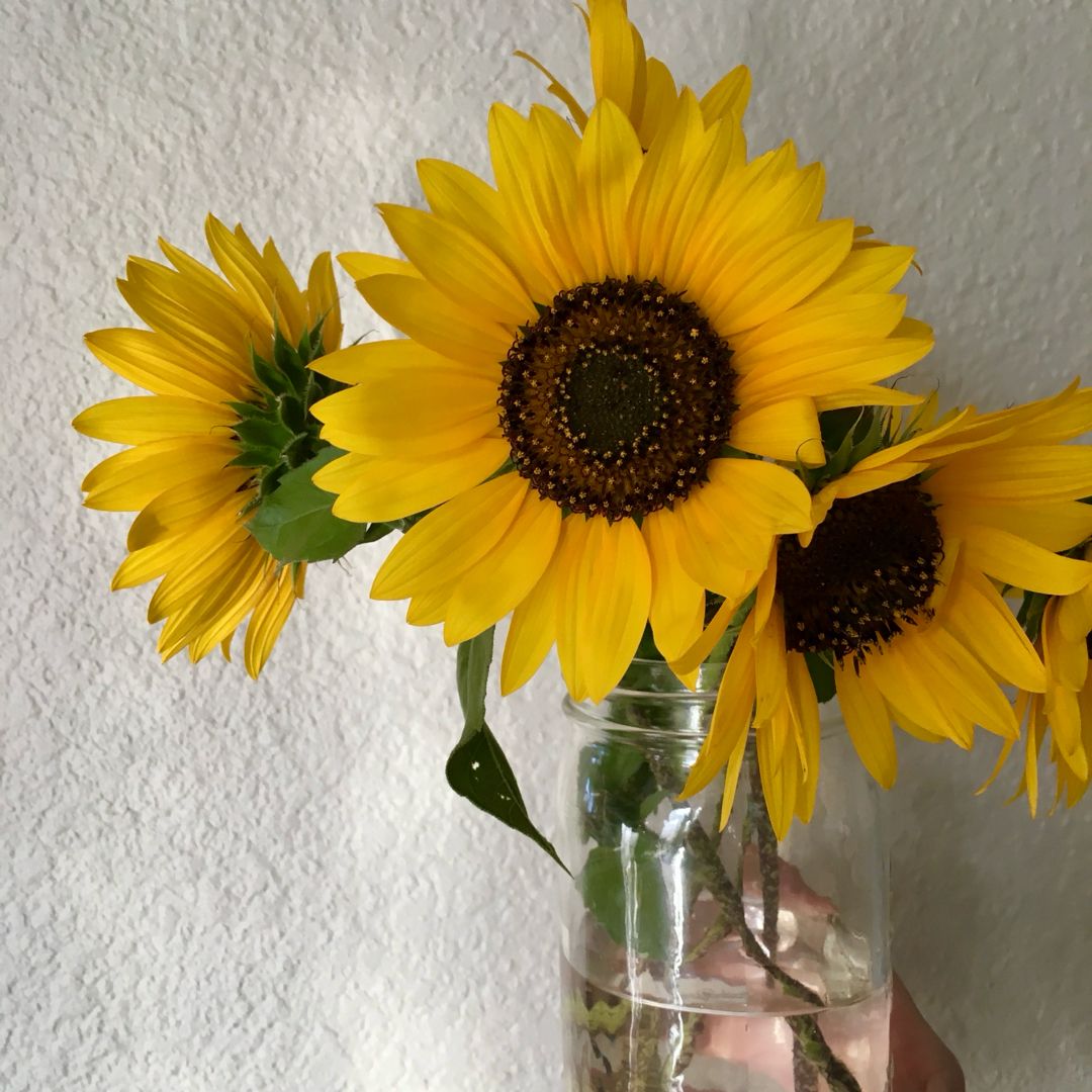 Sunflower Finds