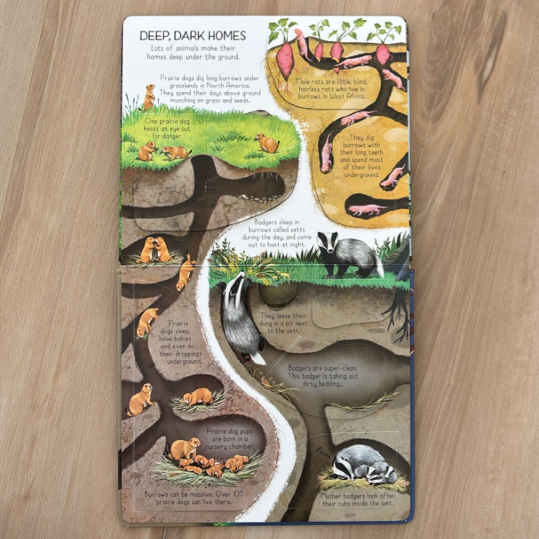 Look Inside Animal Homes IR