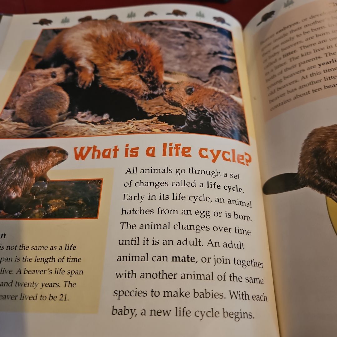 The Life Cycle of a Beaver