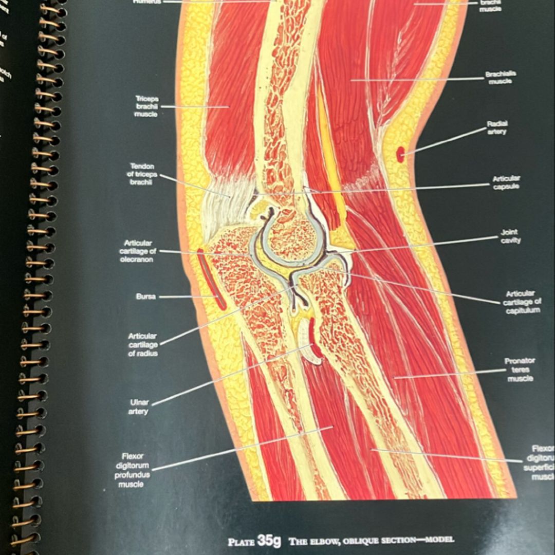 Martini's Atlas of the Human Body for Fundamentals of Anatomy and ...