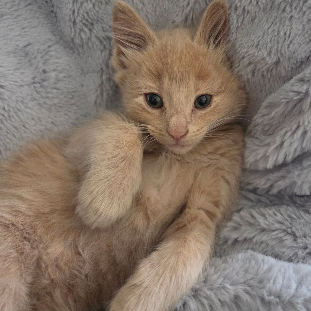 Ivy Ashryver