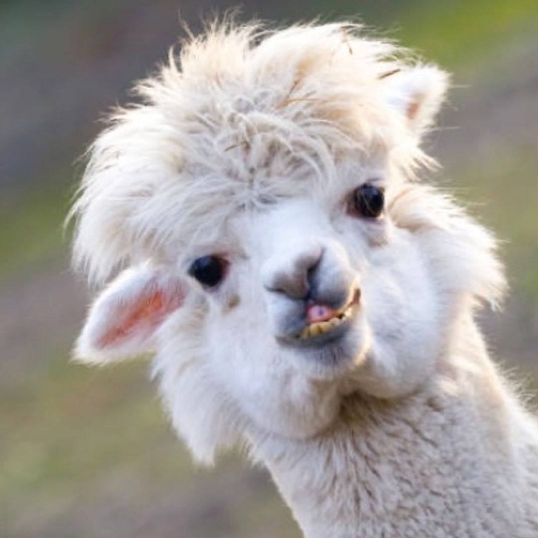 Rebekah’s Bookshelf