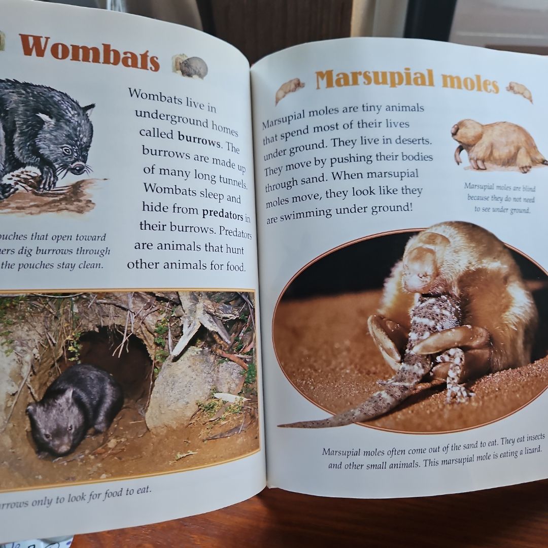 Koalas and Other Marsupials