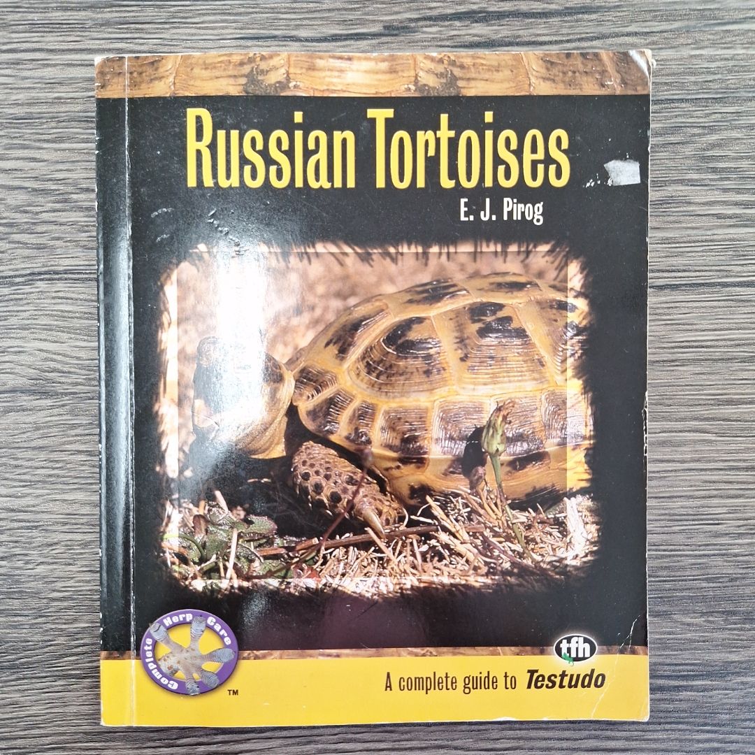 Russian Tortoises