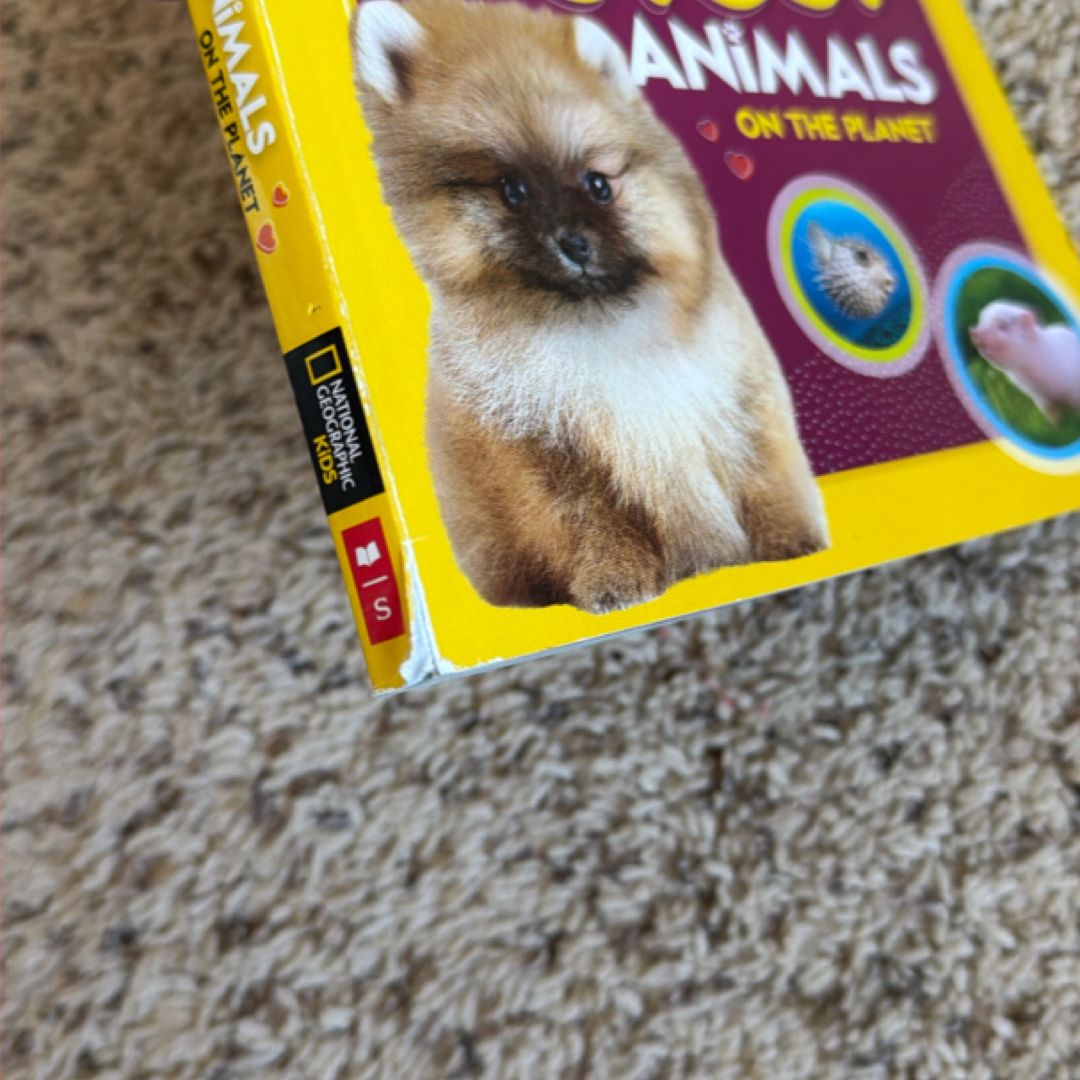 Cutest Animals on the Planet