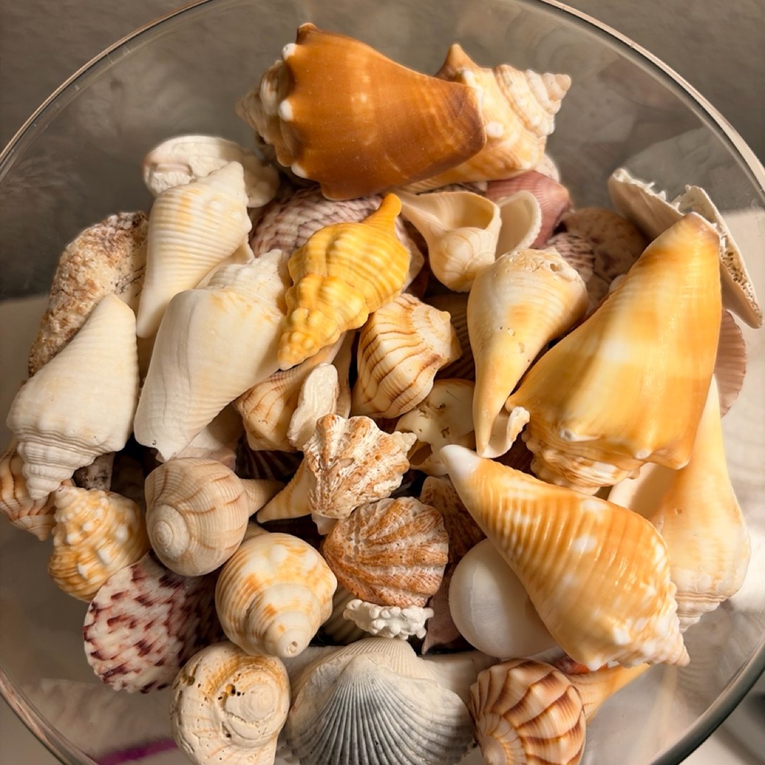 Shelf treasures
