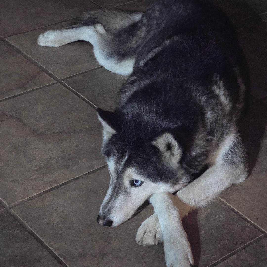 Xochitl's Midnight Library