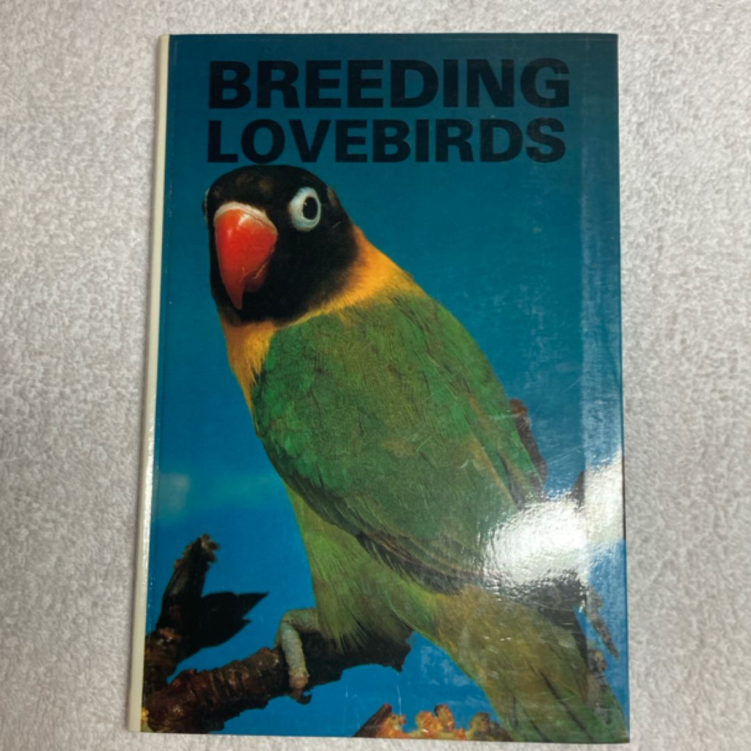 Breeding Lovebirds #84