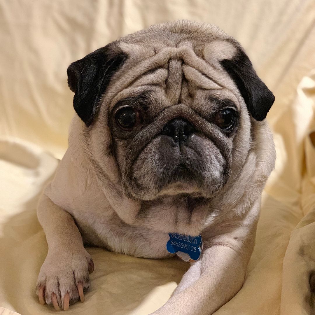 PUGXPRESS