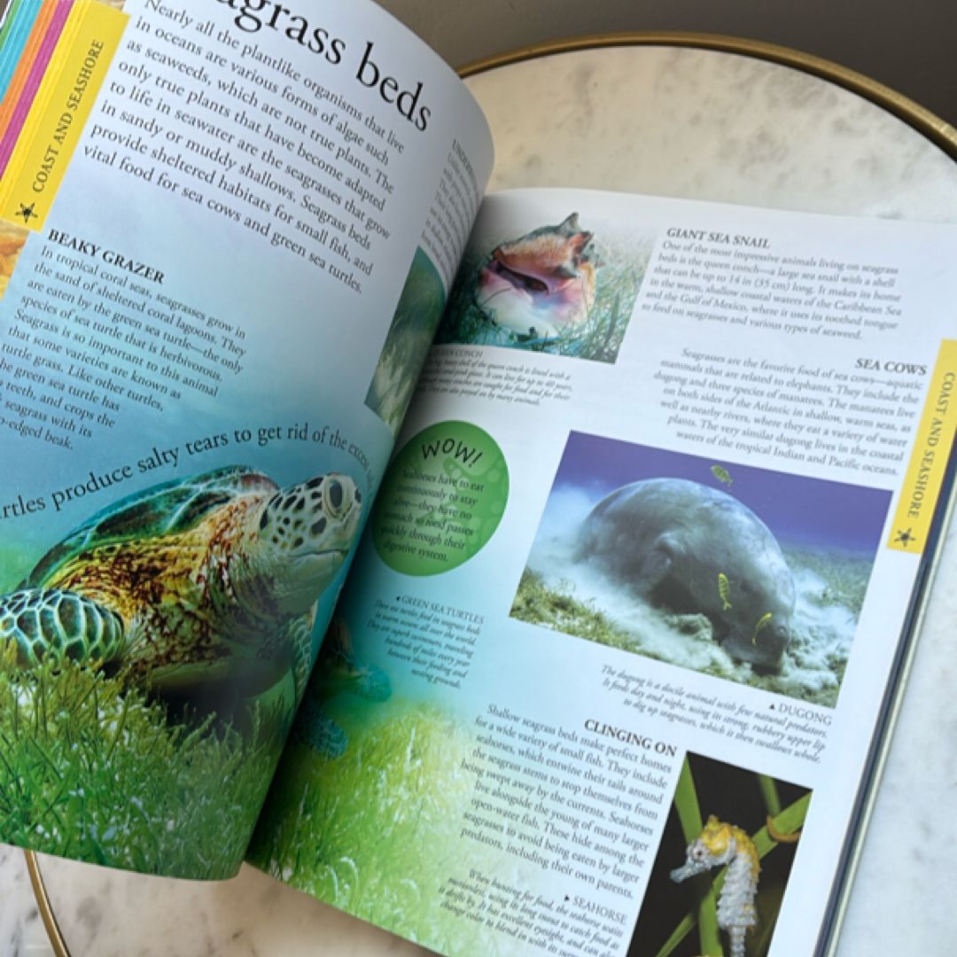 Ocean: a Visual Encyclopedia