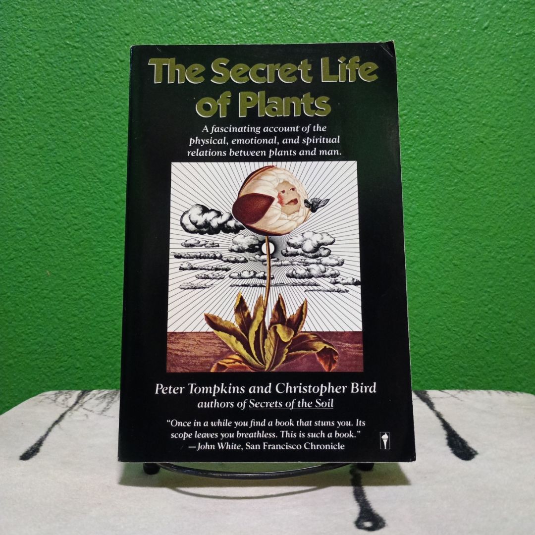 where can you buy eucalyptus plant Garden Eucalyptus Tree | 24" | CLOSEOUT + CLEAN UP SPECIAL! From $2.95