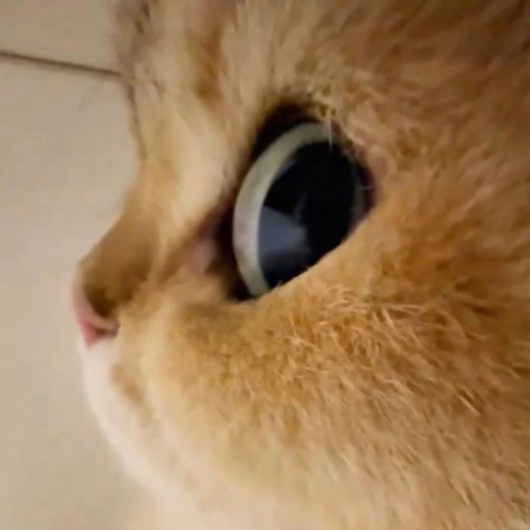 Jeepoytajr