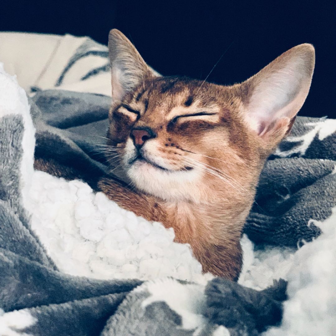 Green Beans’ Bookshop