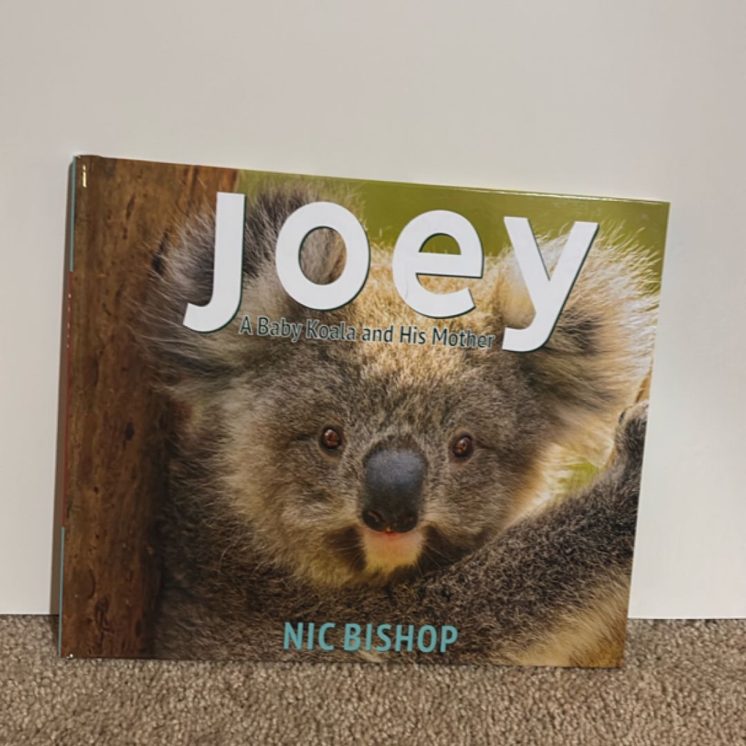 Joey: A Baby Koala and His Mother