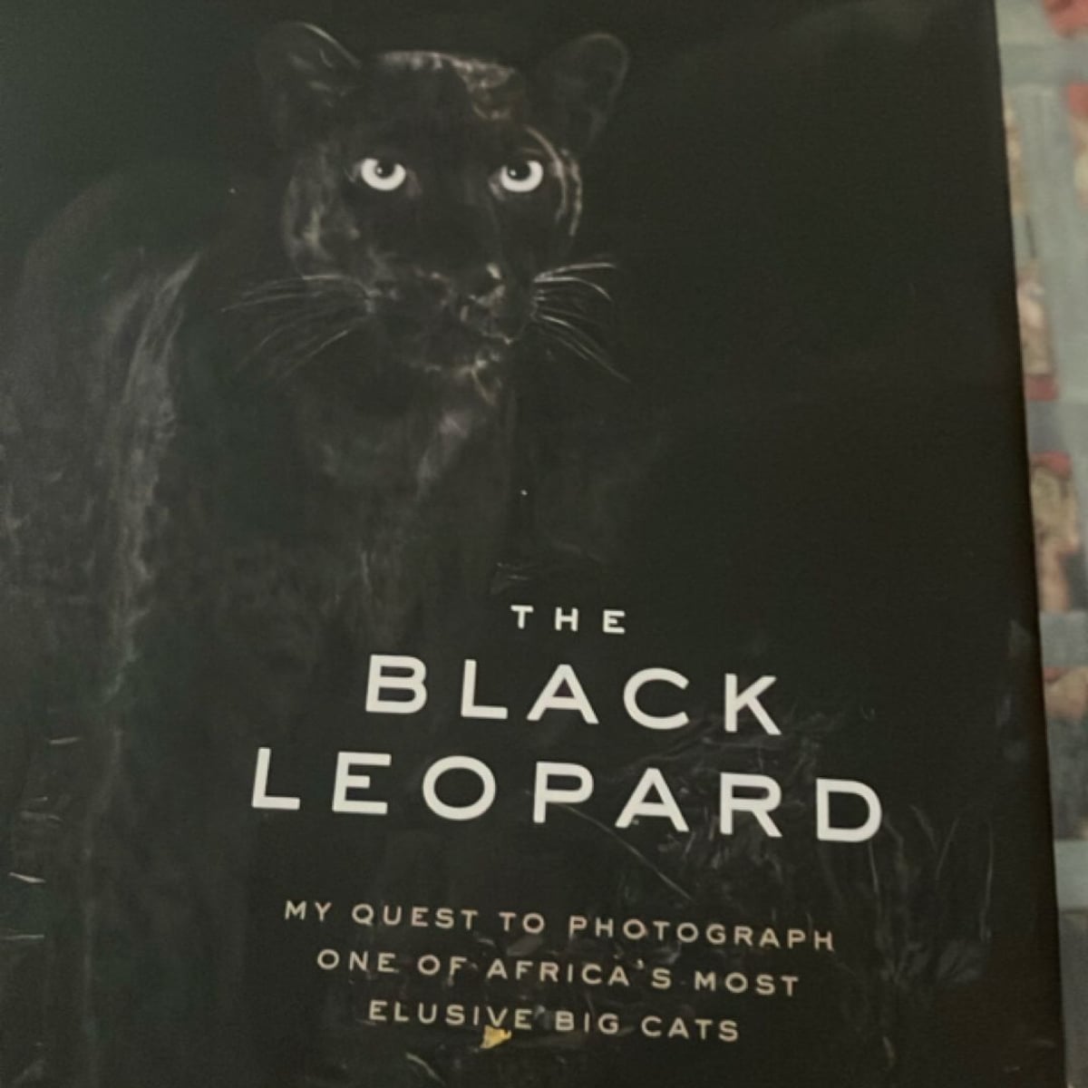 The Black Leopard by Will Burrard-Lucas