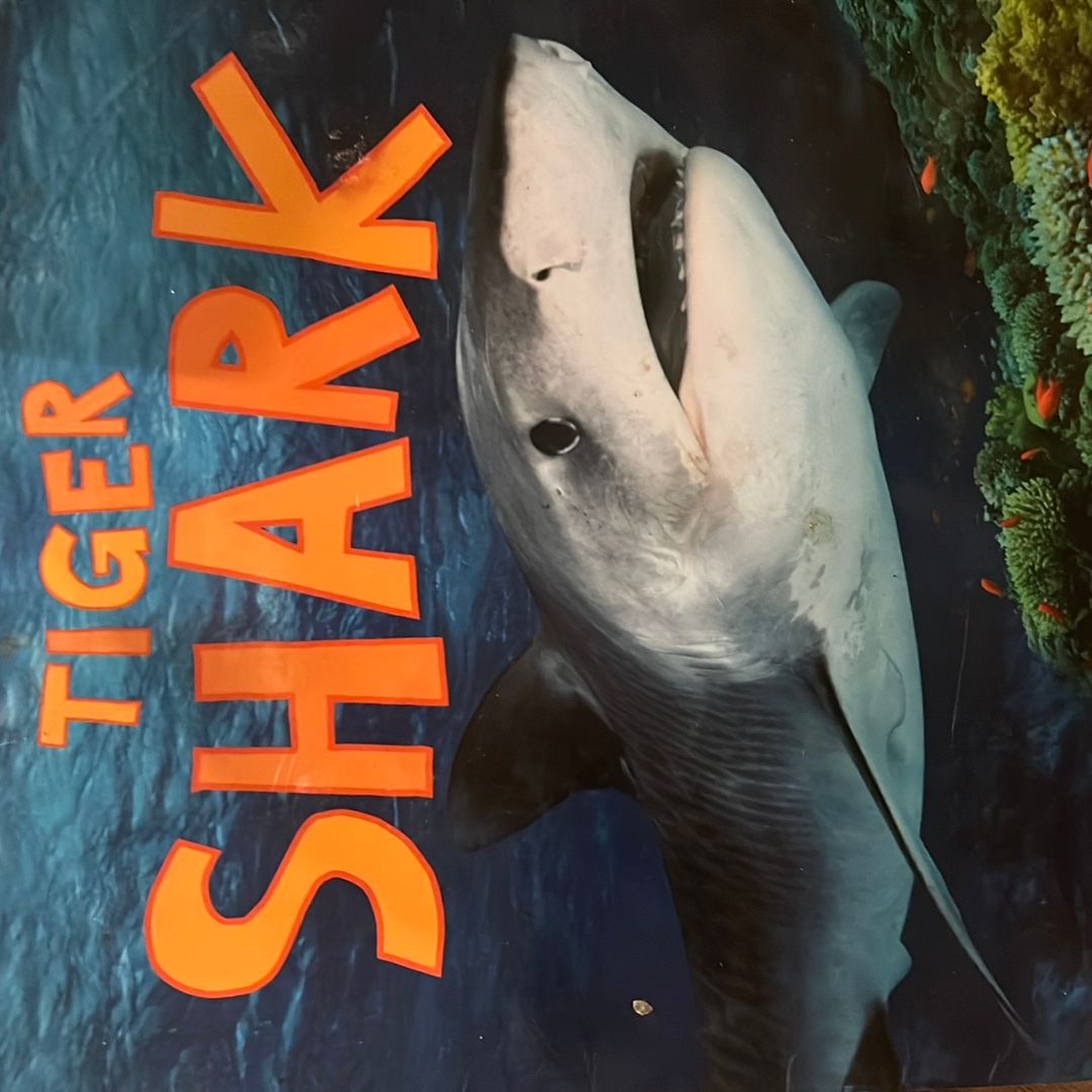 Discover Sharks - Pack Scholastic English Language
