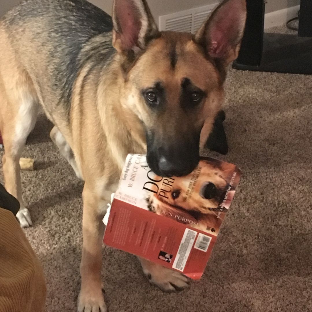 Allison’s Books