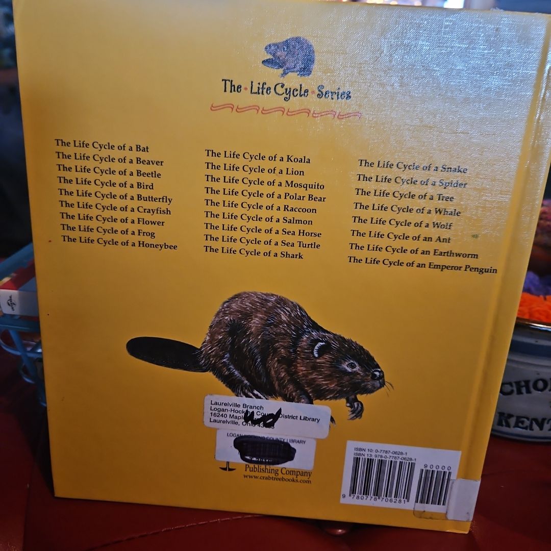 The Life Cycle of a Beaver