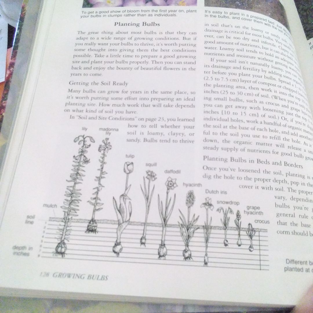 Annuals and Bulbs