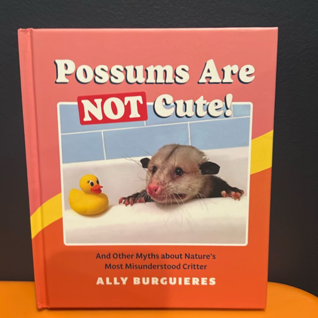Possums Are Not Cute!