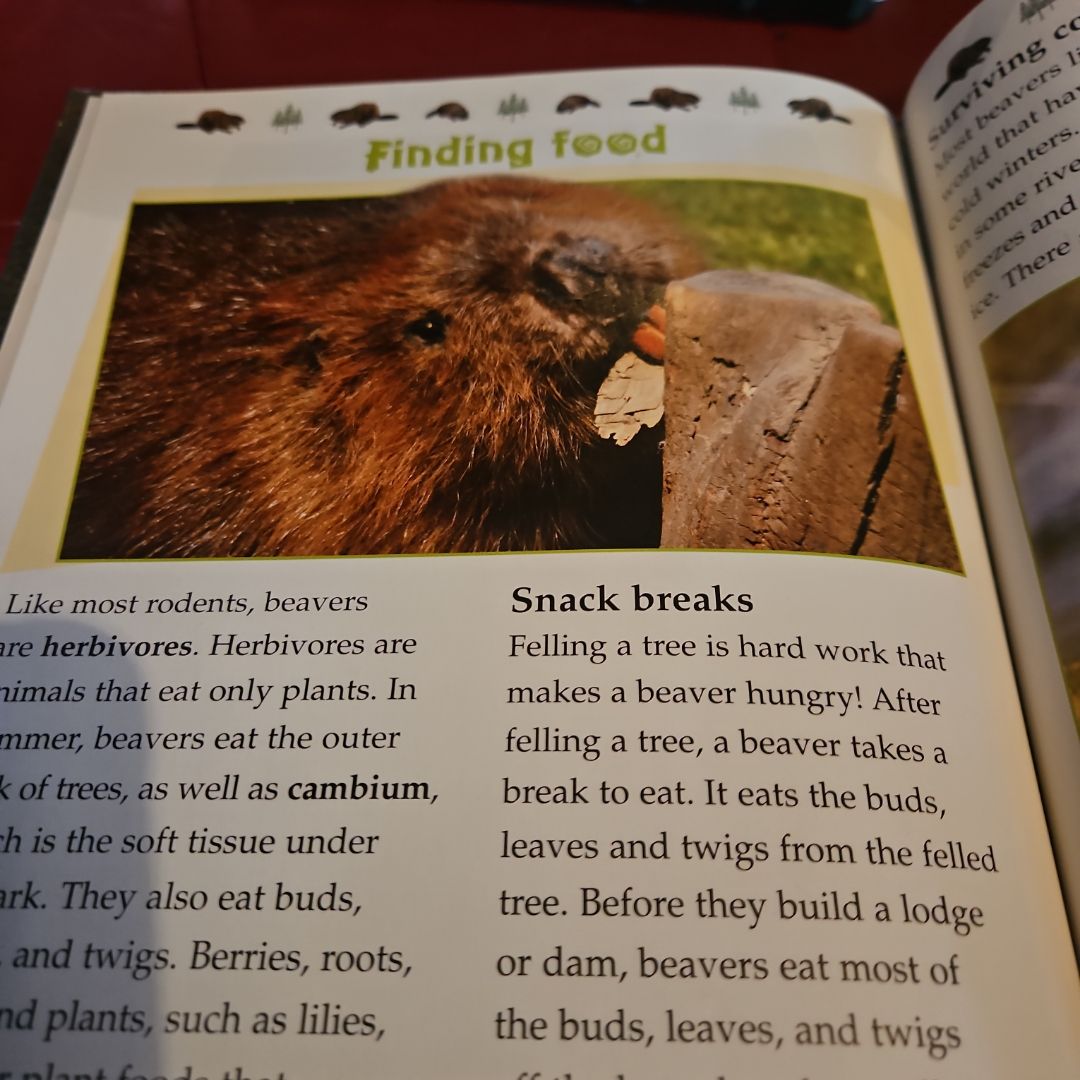 The Life Cycle of a Beaver