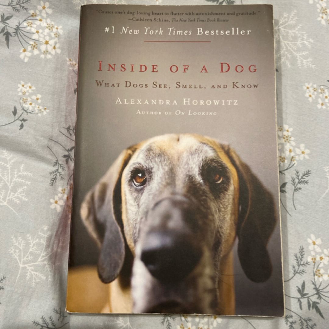Inside of a Dog