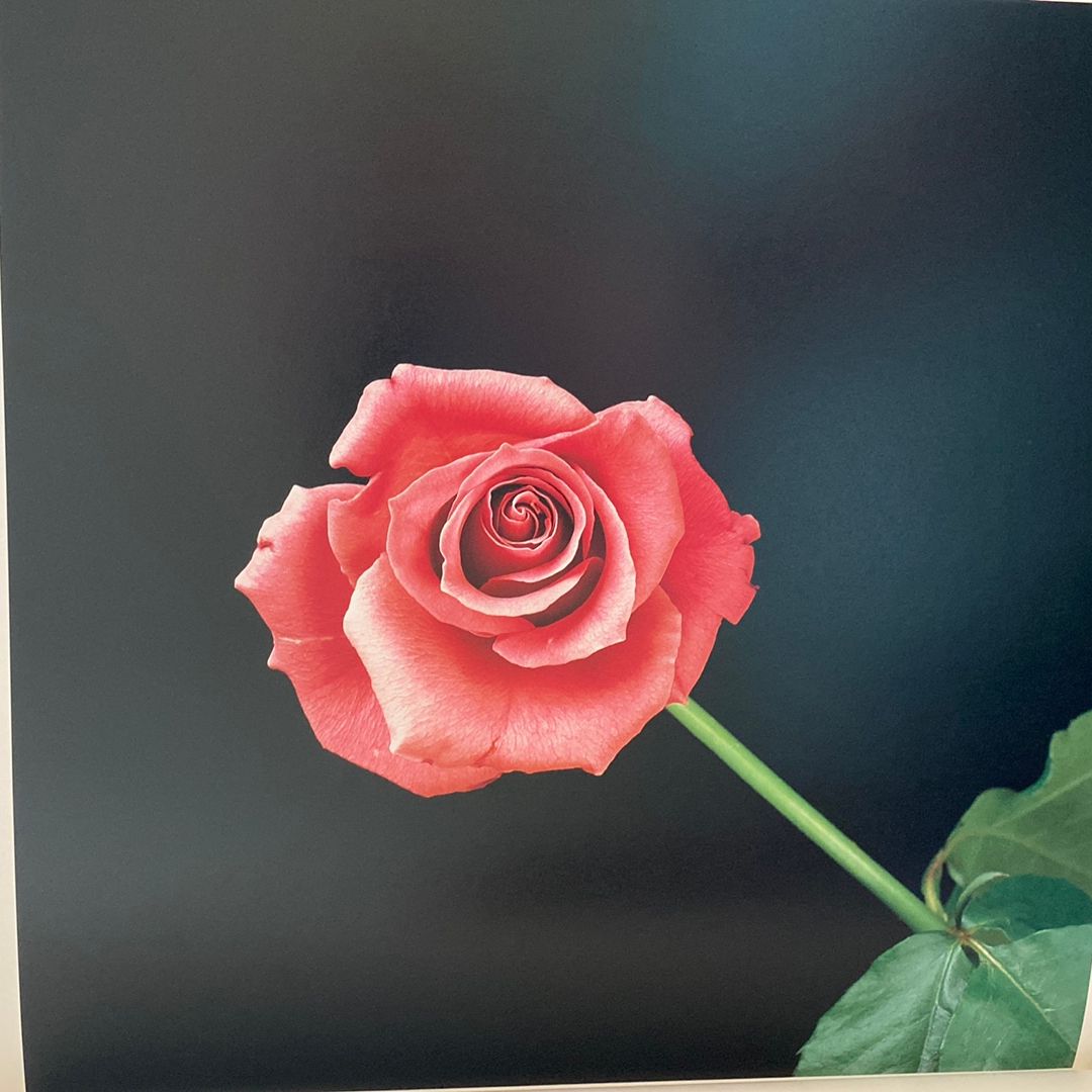 Mapplethorpe: the Complete Flowers by Robert Mapplethorpe, Herbert