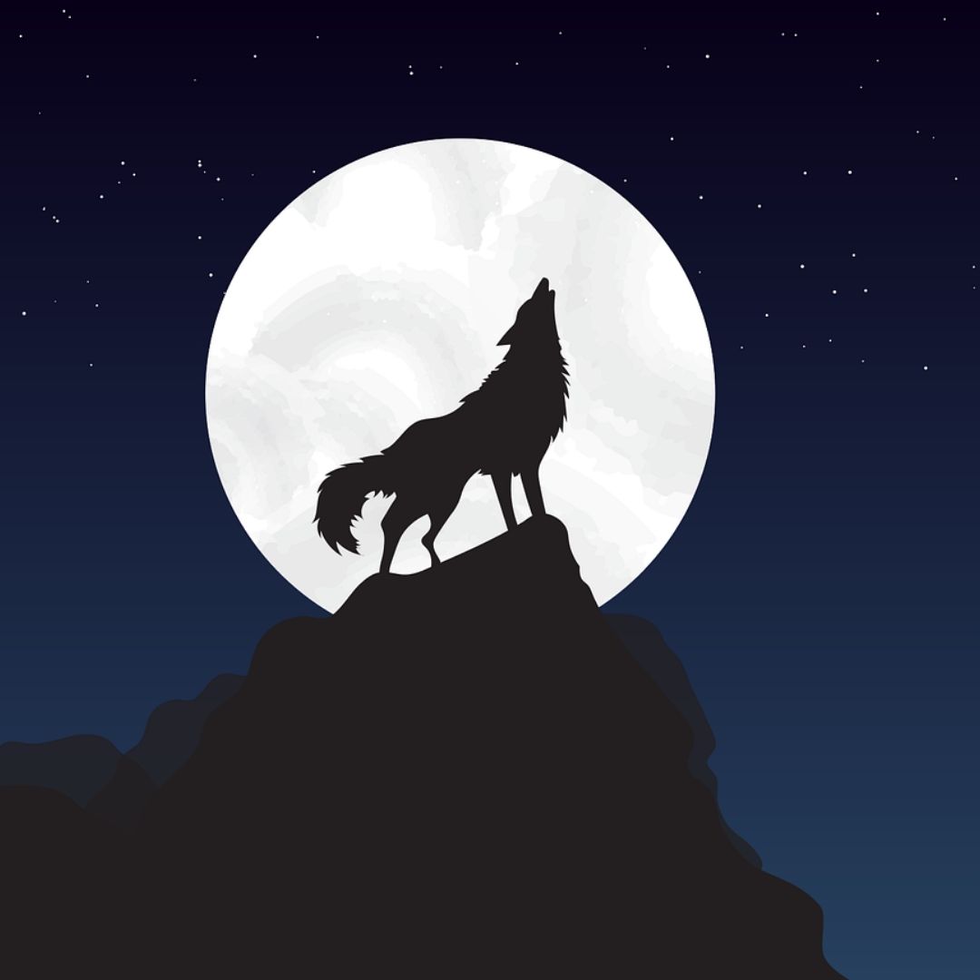 wulf6221