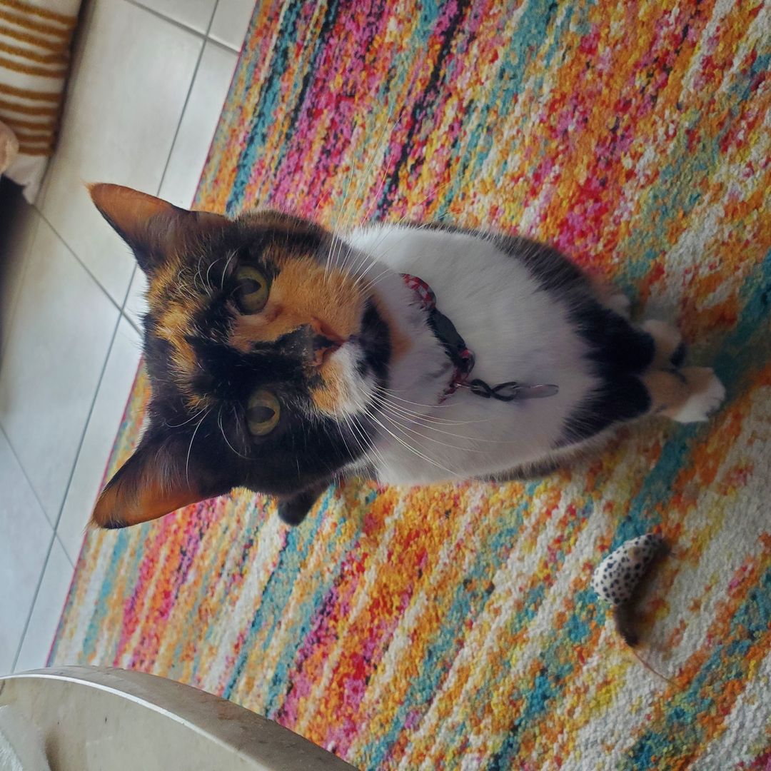 Izzy