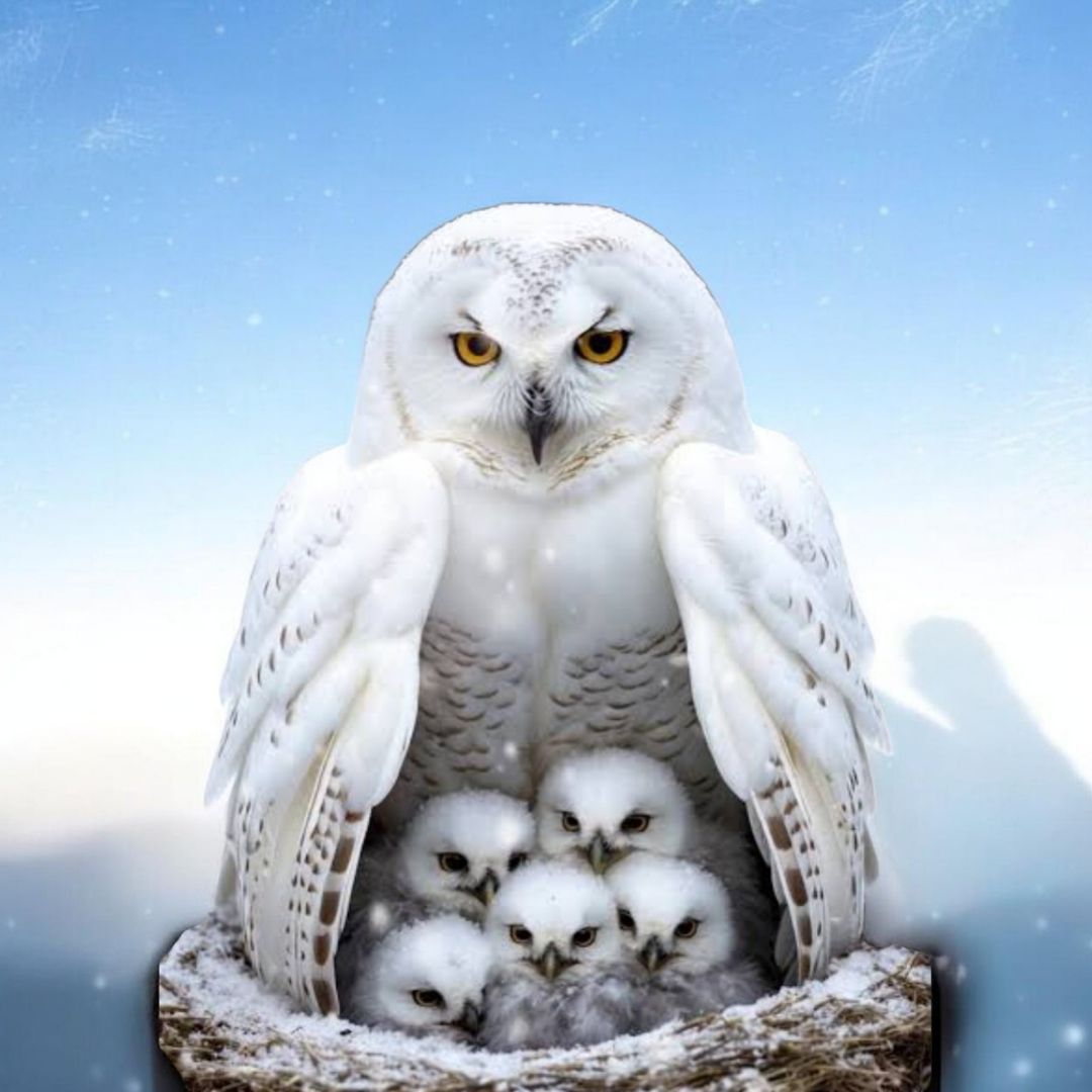 MommaOwl5