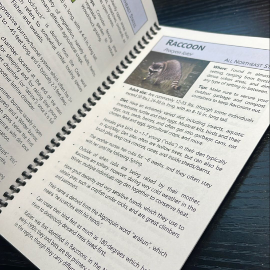 Wildlife Out Your Window