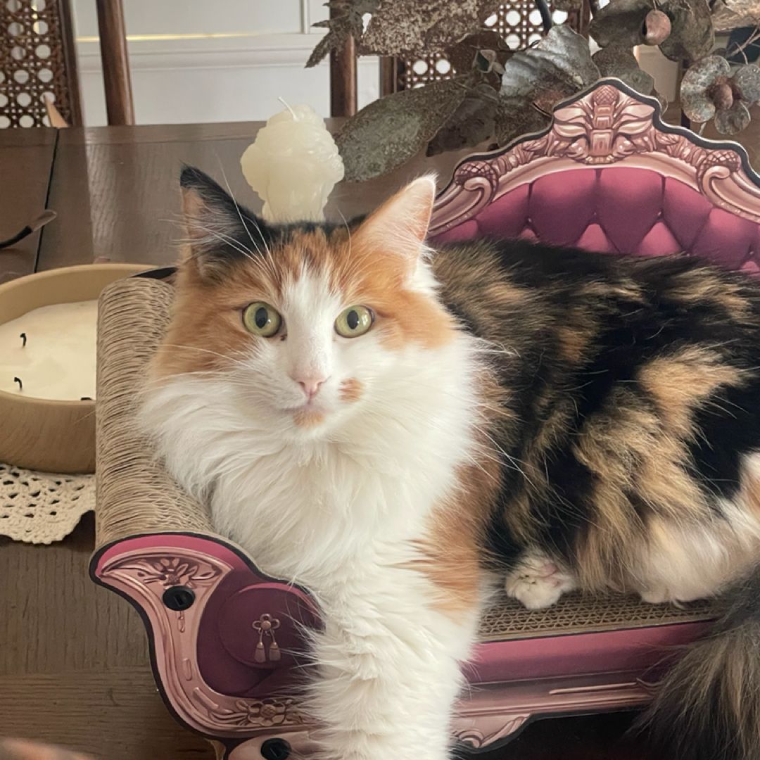 Jillian’s Enchanted Reads 🐈