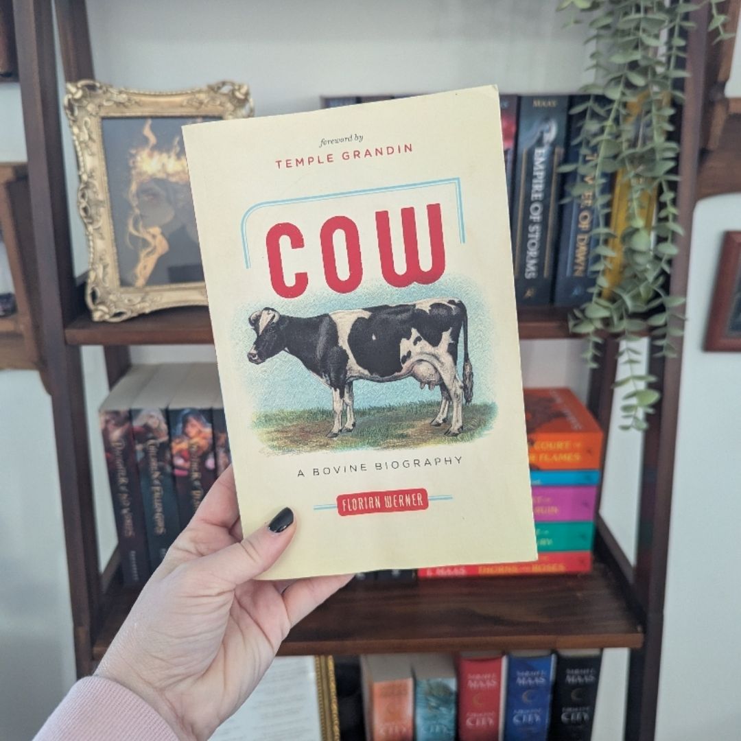 Cow