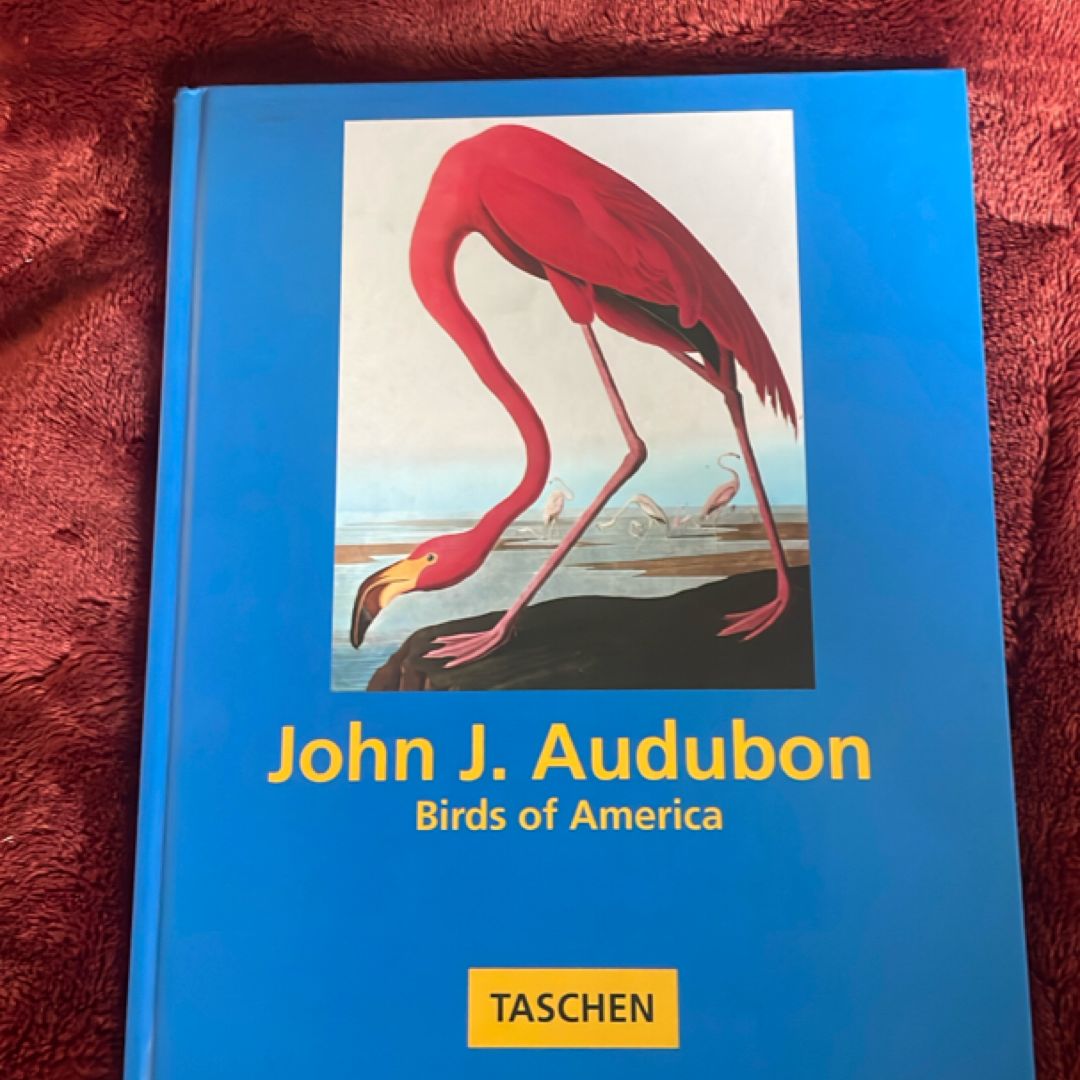 Audubon's Birds