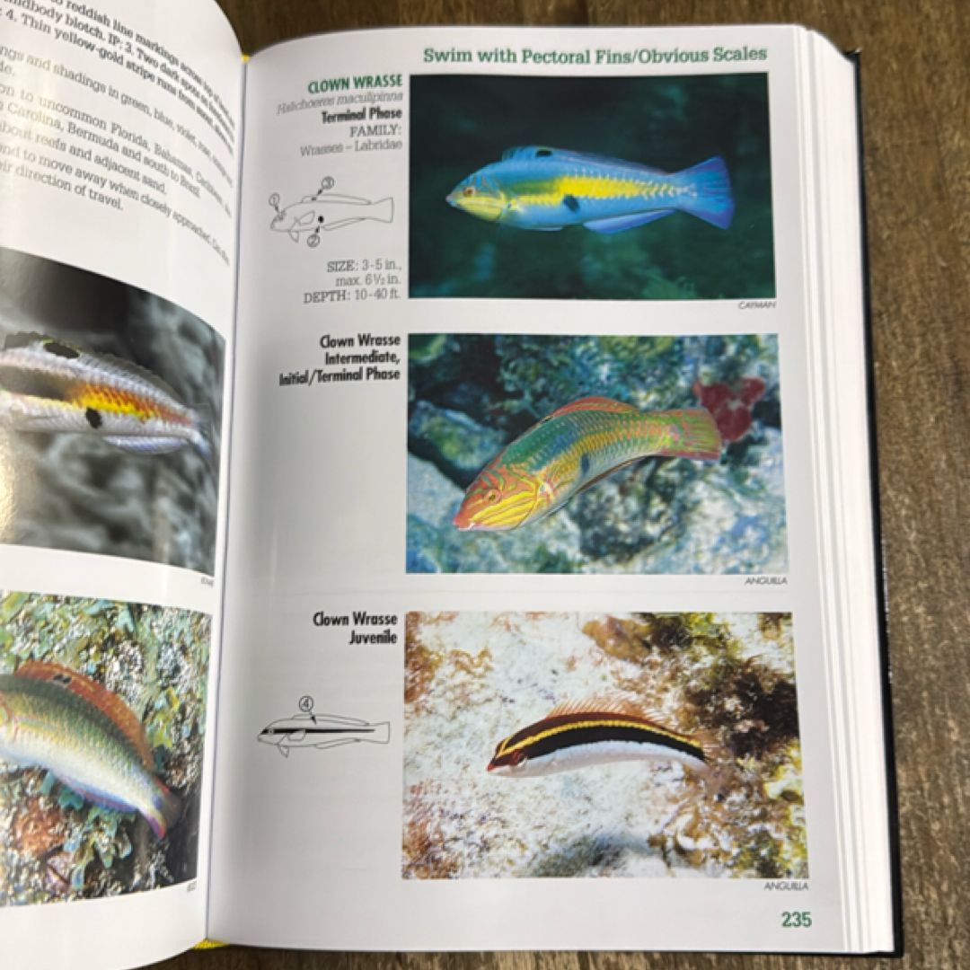 Reef Fish Identification - 4th Edition