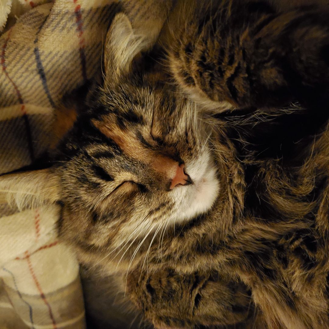 Sammy