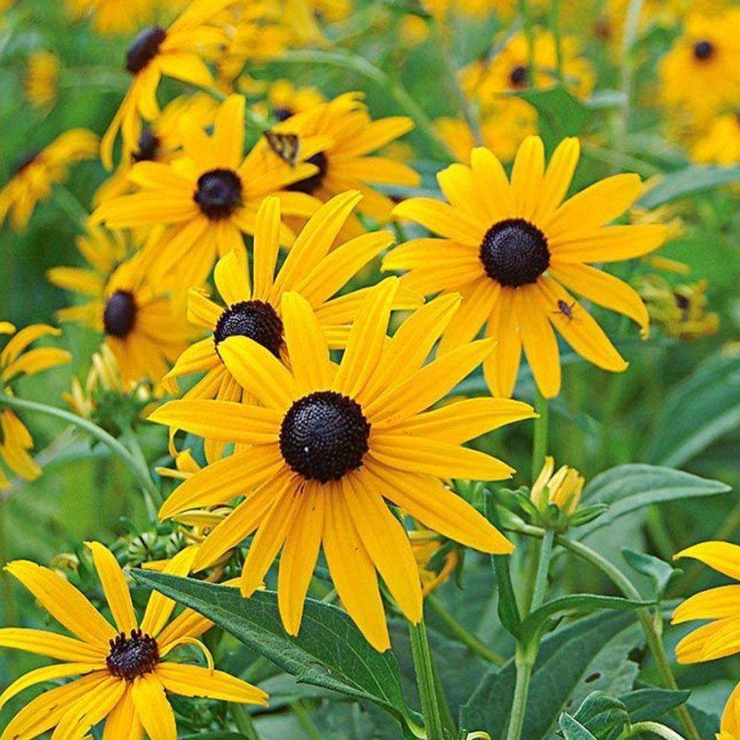 Rudbeckia Books Seattle