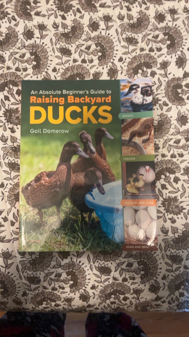 An Absolute Beginner's Guide to Raising Backyard Ducks