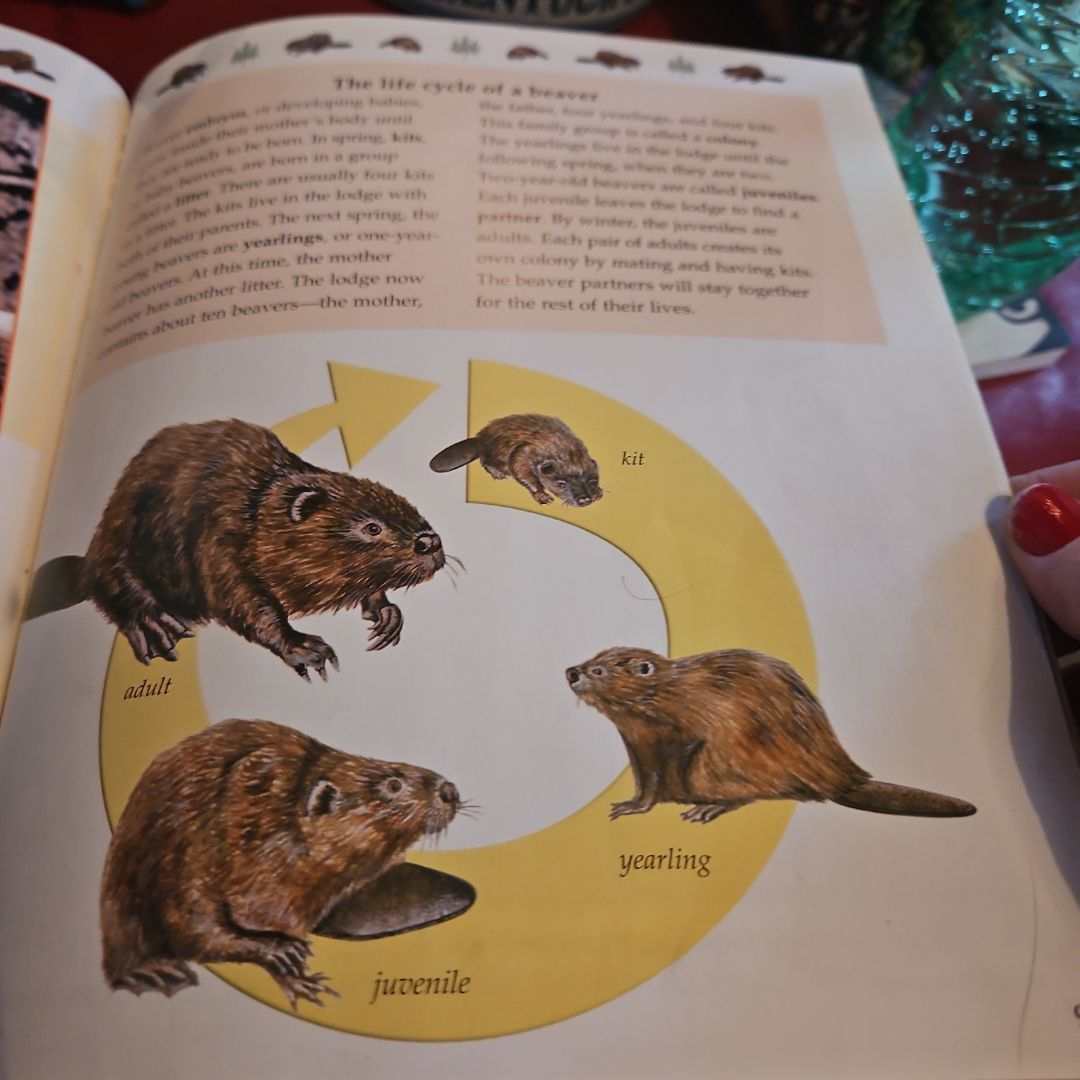 The Life Cycle of a Beaver